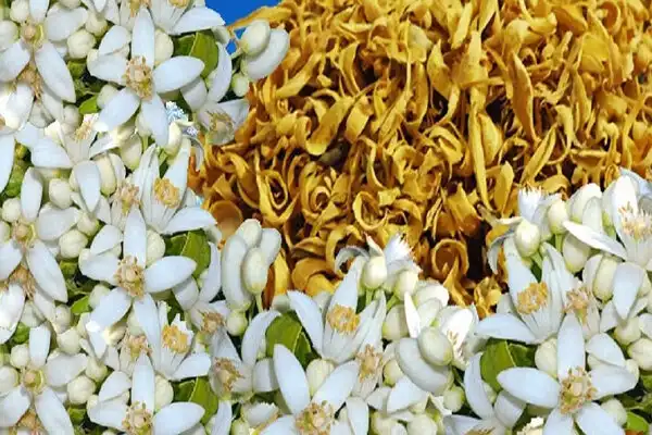 خرید آنلاین دمنوش بهار نارنج از فروشگاه اینترنتی شاپی کاف